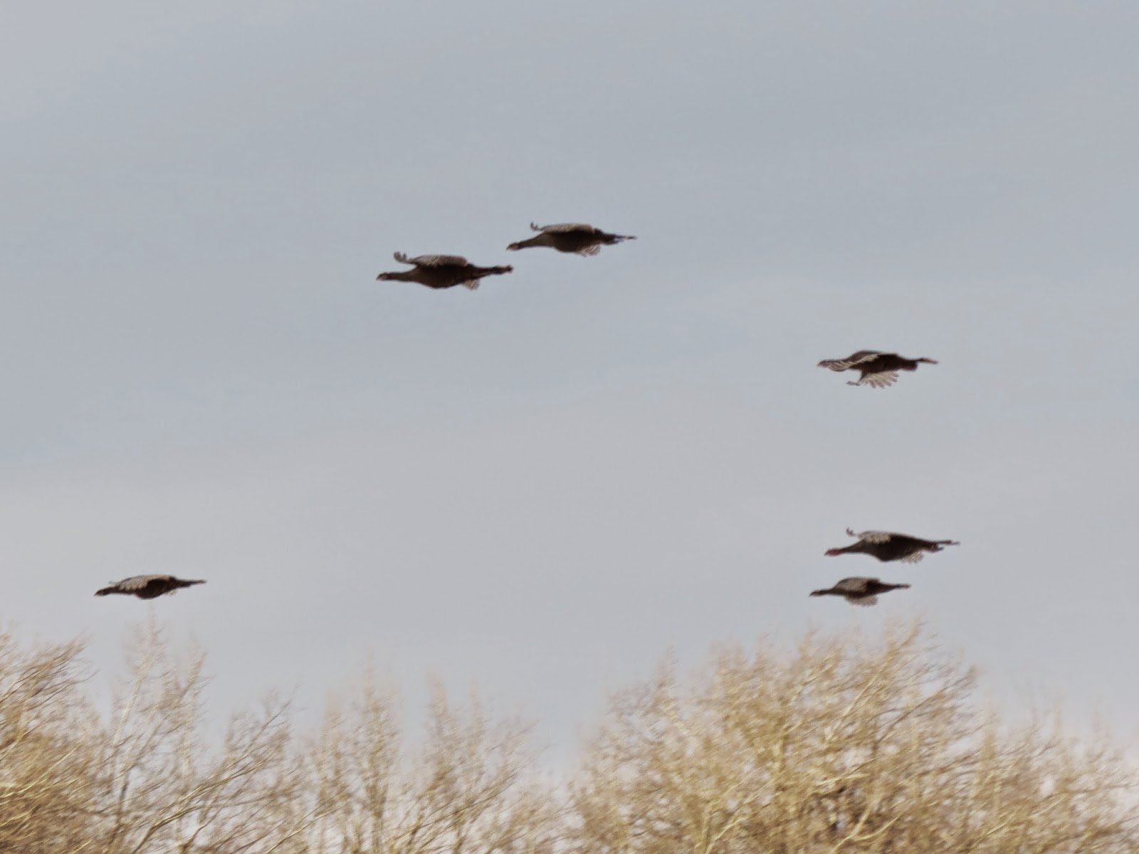 Wild Turkeys do fly - Baseline, Wolfe Island, ON
