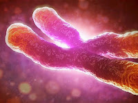Important how cells copy chromosomes for fighting cancer Important how cells copy chromosomes for fighting cancer