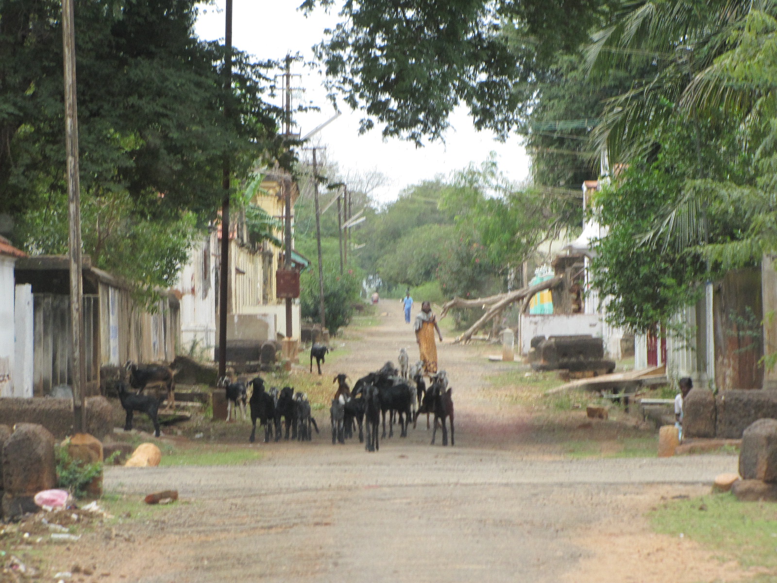 Guacamole Gulch Karaikudi what a surprise!