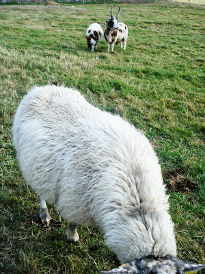 sheep, Verger Ti-Paul, St-Elzéar, Beauce, Quebec, copyright yearling blog