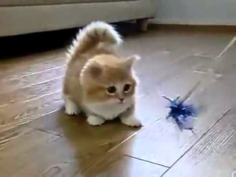 cara melatih kucing