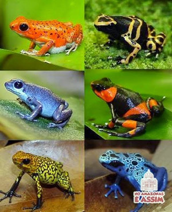 animais-estranhos-da-amazonia-ra-flecha-venenosa-796654.jpg