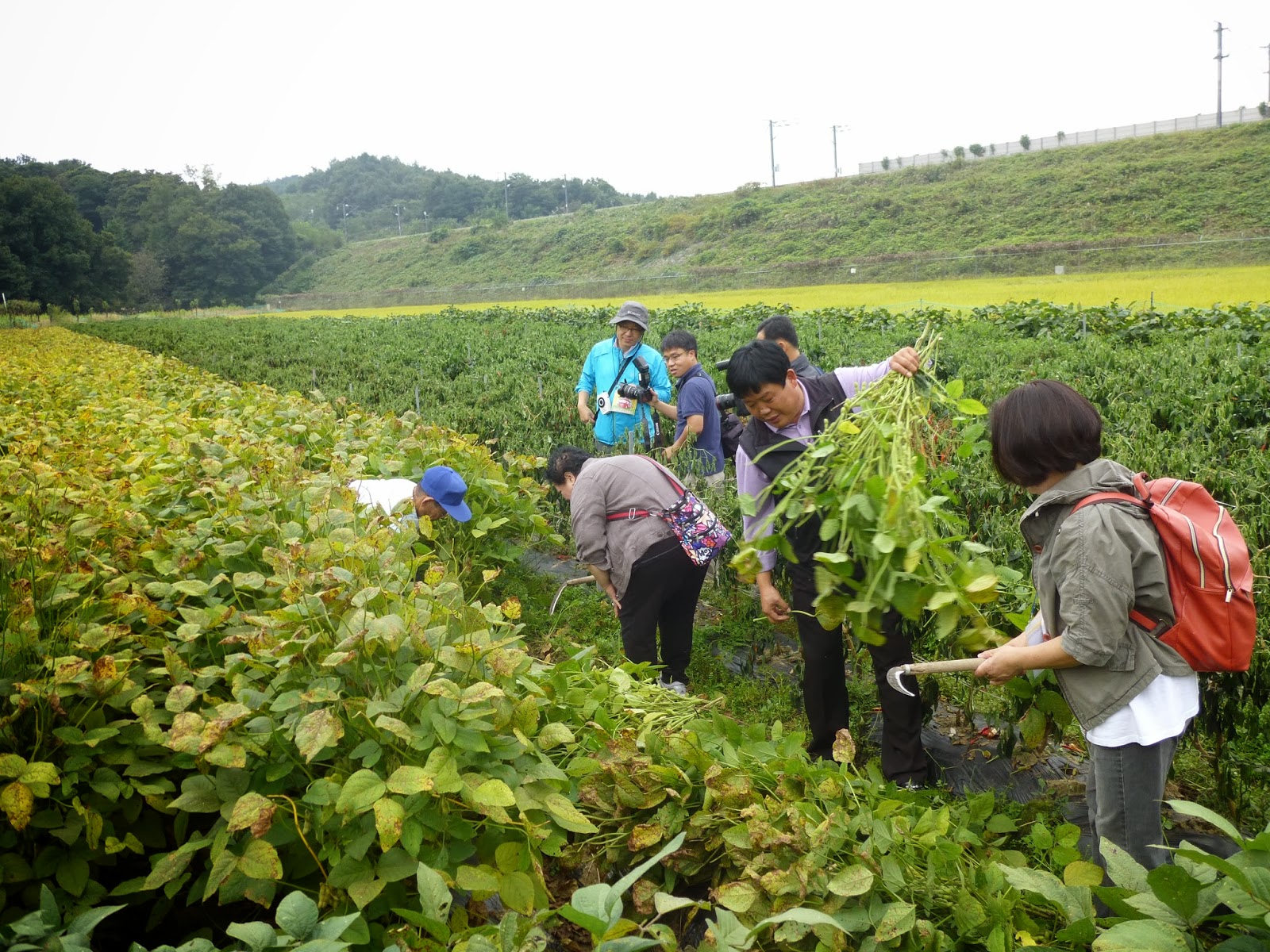 Slow Food Tour of Dweeungbark Village Traditional Korean Bean and
