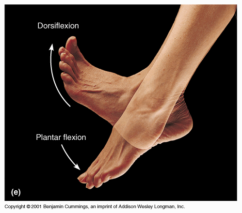 Dorsiflexed Position