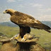 Hunting hares with a golden eagle