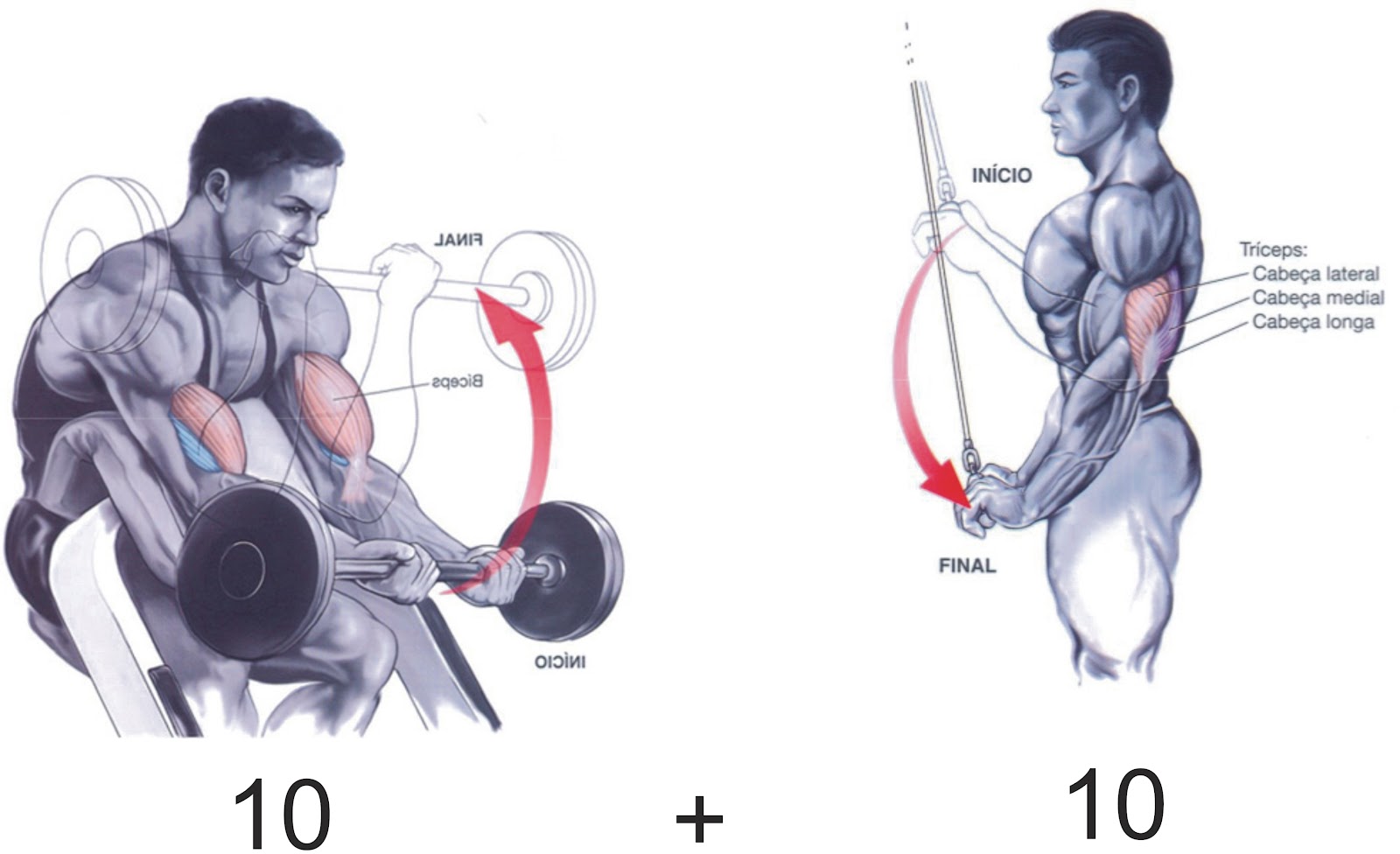 Academia Superação Super Série para Bíceps e Tríceps. Abordagem anatômica