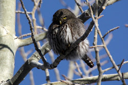 Northern Pygmy-Owl