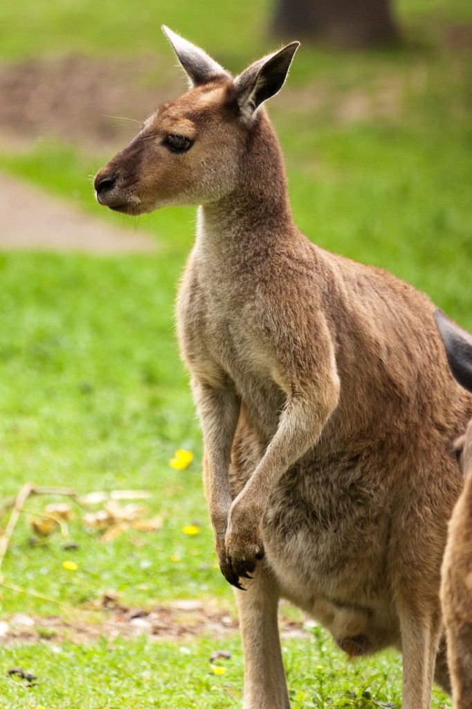 Kangaroo | Basic Facts and Pictures | The Wildlife