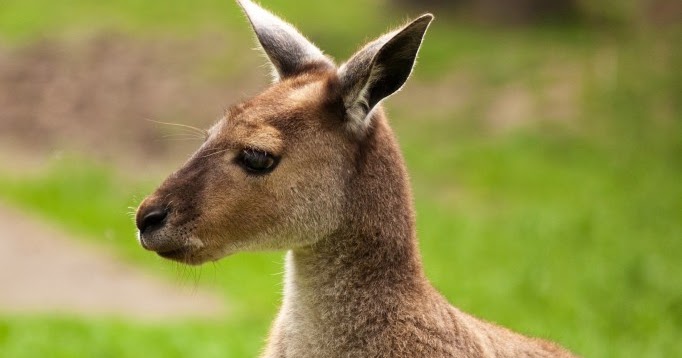Kangaroo | Basic Facts and Pictures | The Wildlife