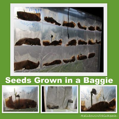 Science, Seeds, Spring! via RainbowsWithinReach Science, Seeds, Spring! via RainbowsWithinReach