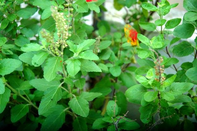 Why indian worship Tulsi