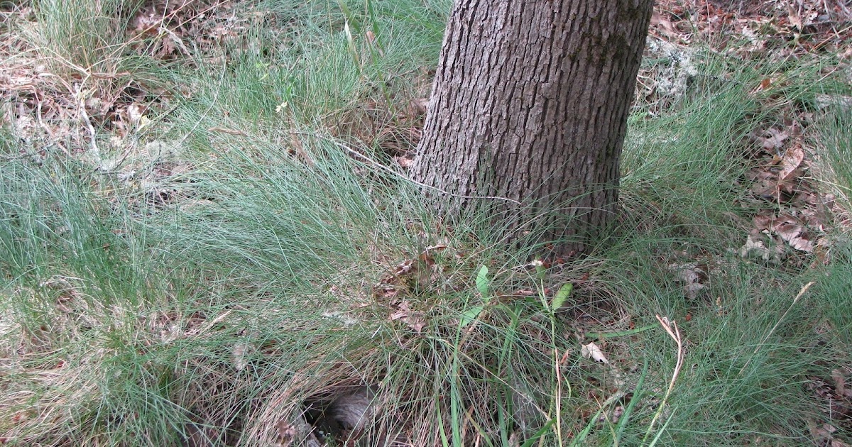 'Bugs News: Underground-Nesting Yellowjacket Wasps