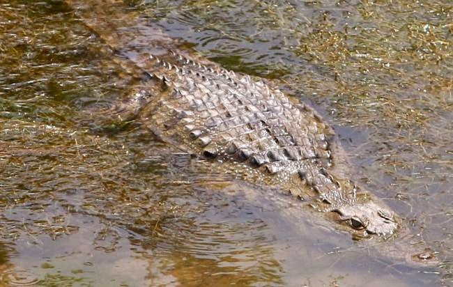 Τα σενάρια «υιοθεσίας» του κροκόδειλου Σήφη Τα σενάρια «υιοθεσίας» του κροκόδειλου Σήφη.