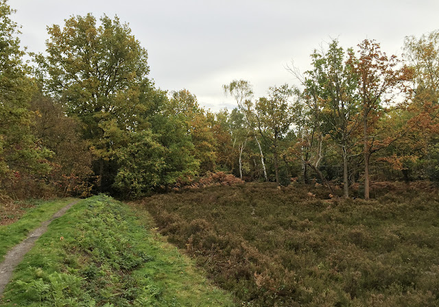 Heath in Petts Wood. October 2015 Heath in Petts Wood. October 2015