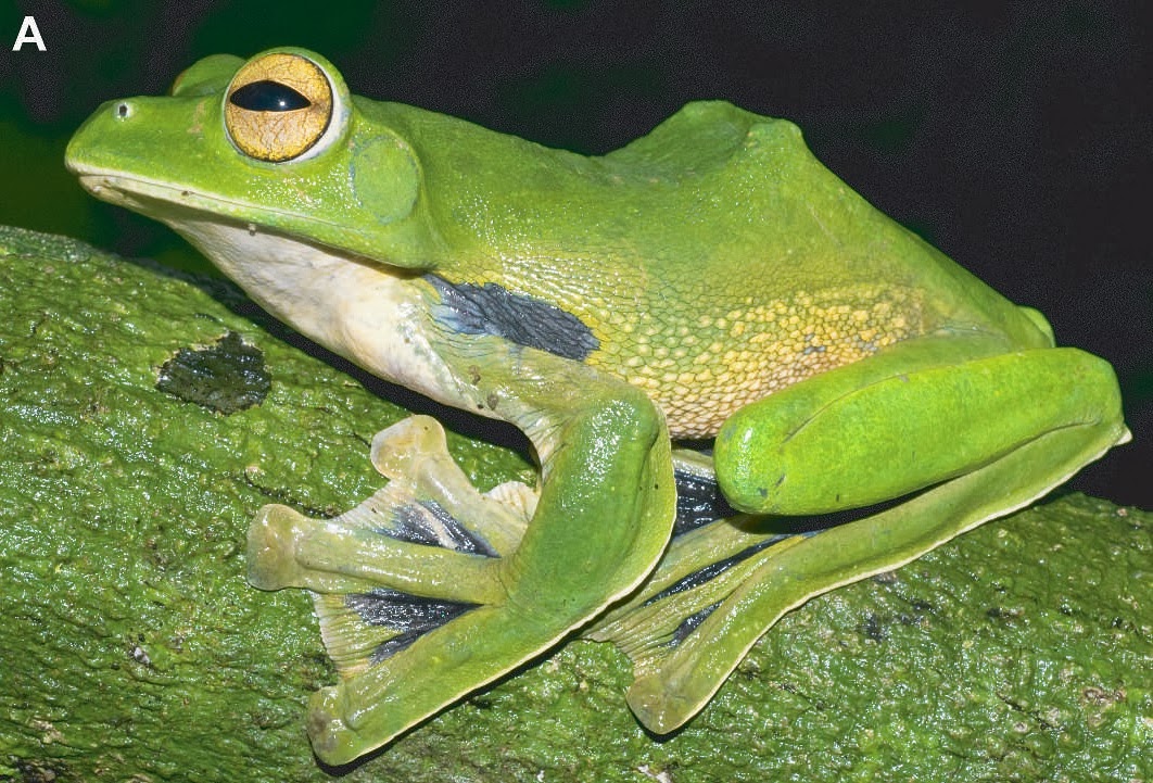 Sciency Thoughts A new species of Flying Frog from the lowland forests