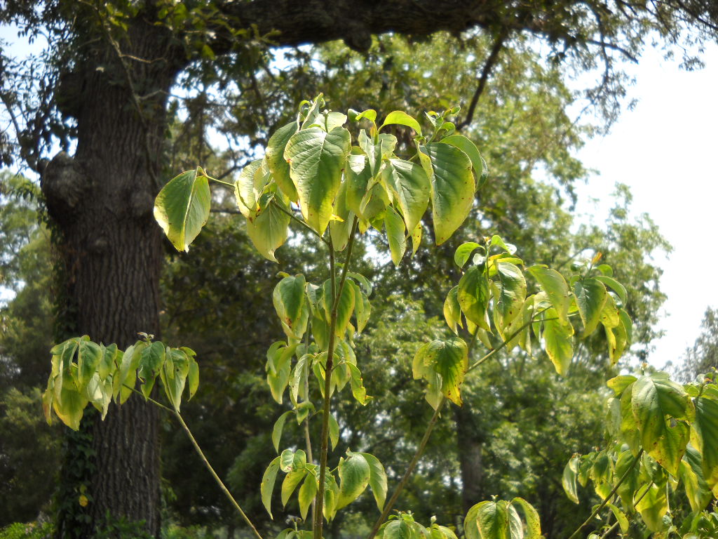 Variegated+dogwood+shrub+diseases