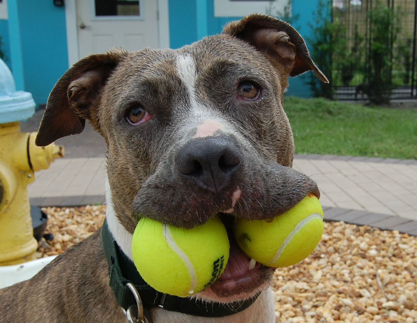 Nates Animal Rescue Bradenton Florida Get More Anythink's