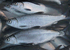 List of Fish in the Philippines - LISTPH