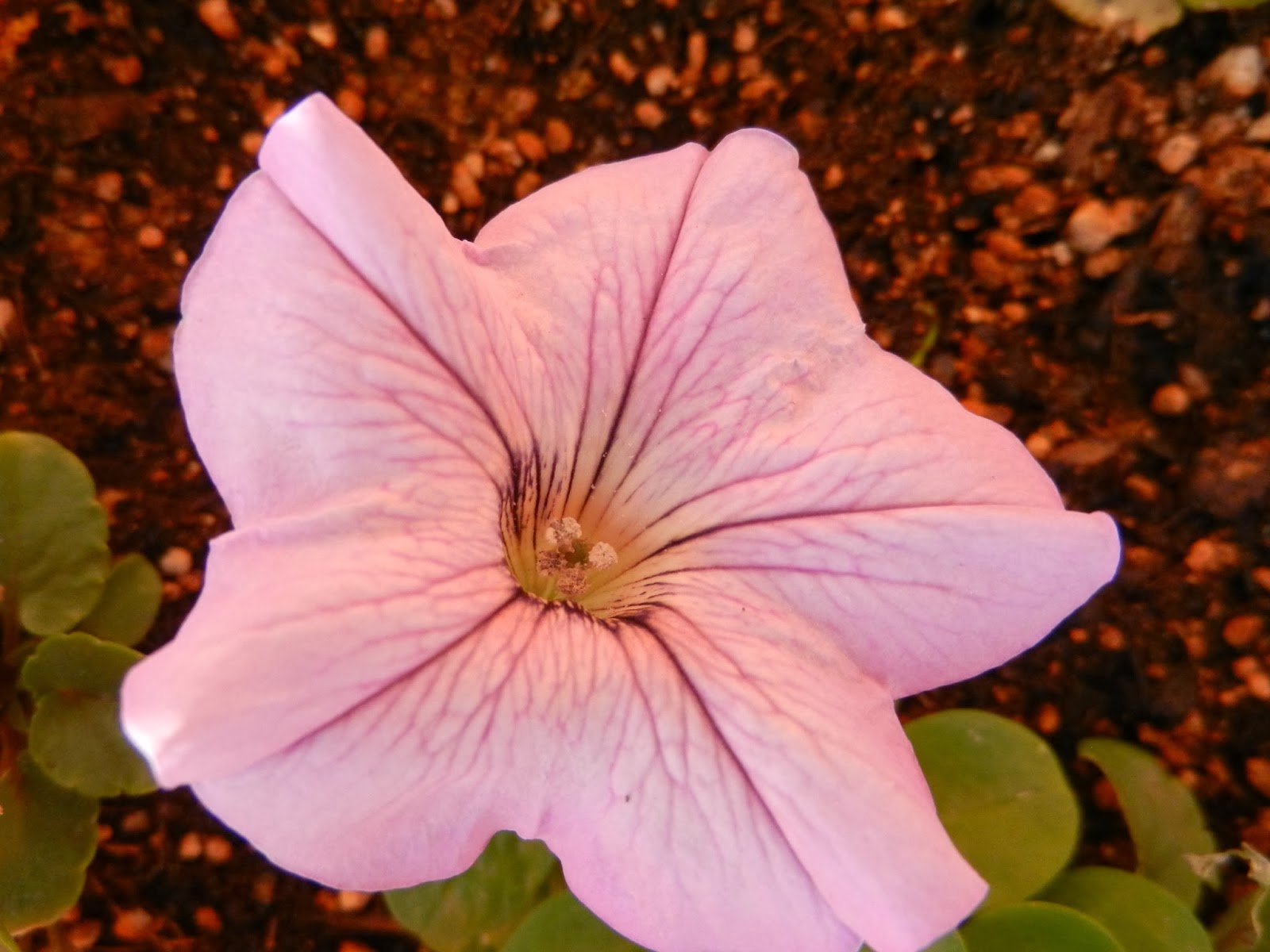 purple pink petunia purple pink petunia