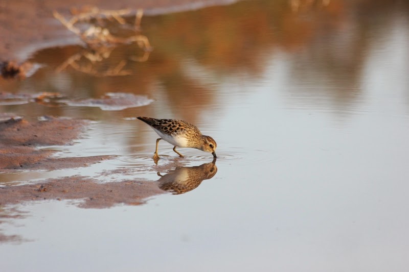Least Sandpiper