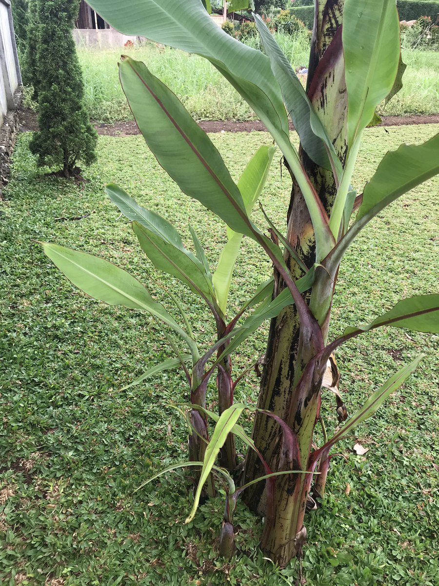 Pisang Goroho di Bogor