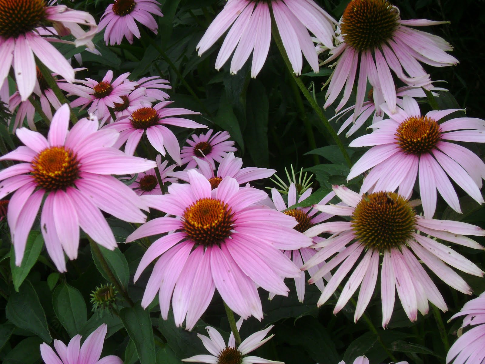 Prairie Rose's Garden GBBD Daylilies and Other Delights