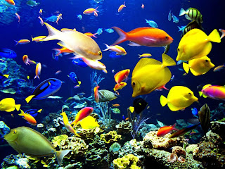 Coral Reefs and fish under water ocean photos