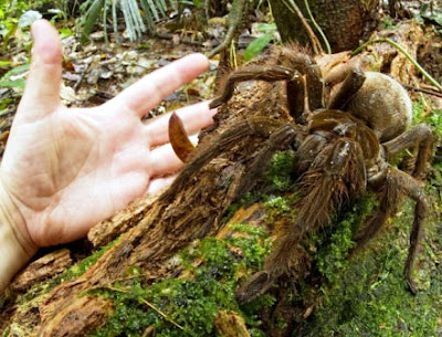 La araña más grande del Mundo: tarántula gigante, tarántula Goliat o tarántula pajarera (Teraphosa blondii). Fotos, videos y reseña.