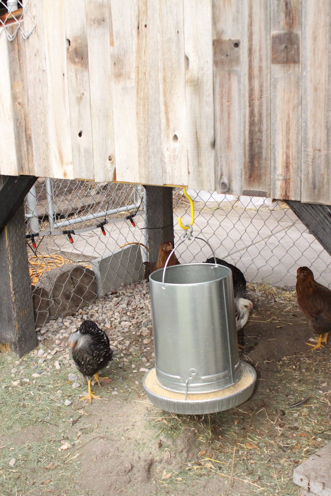 Chicken recipe with french onion soup mix knorr, precision old red barn chicken coop review, how