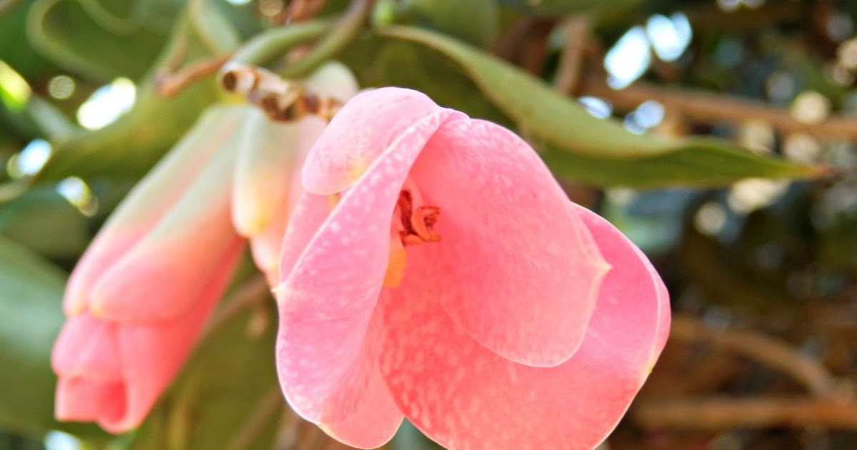 Snapshots of Beauty HOTHOUSE FLOWERS IN THE BUSH
