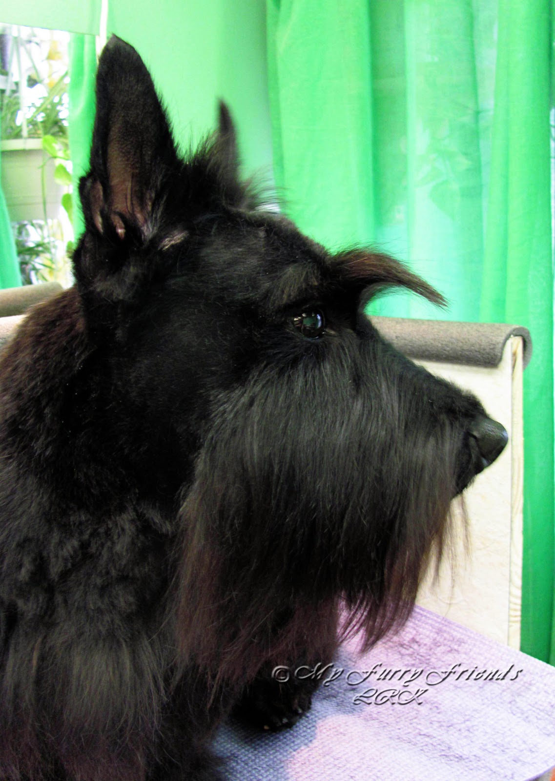 Pet Grooming The Good The Bad The Furry A Scottie Makeover