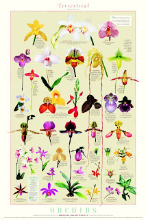 Orchids Collection Orchids Collection