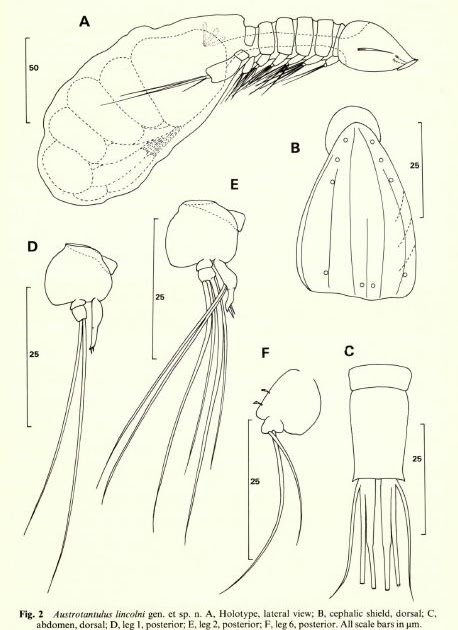 Variety of Life: Tantulocarida