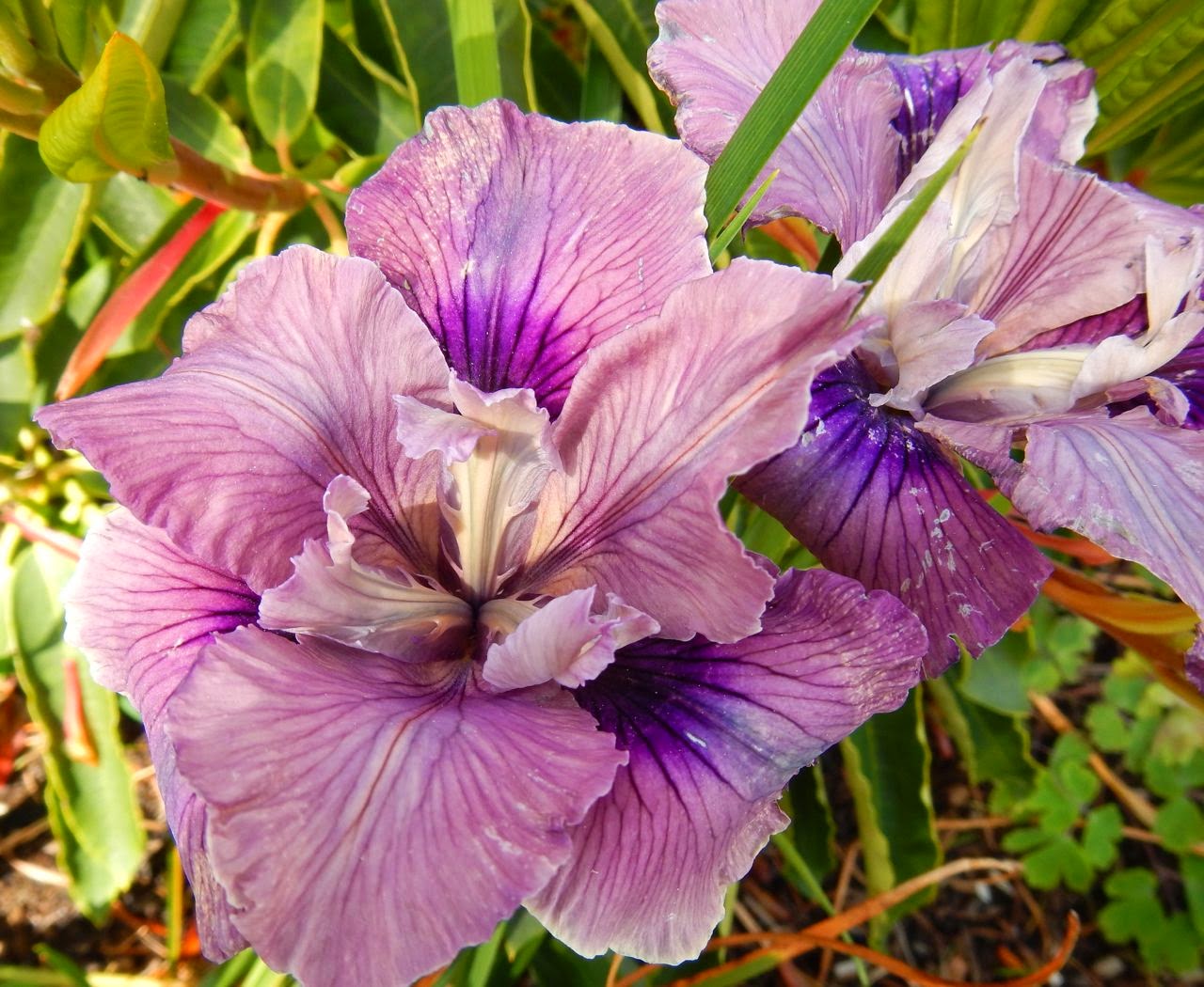 World of Irises What Rains May Come to Pacific Iris Flowers