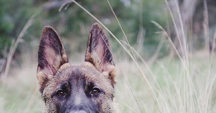 average lifespan of a german shepherd expectancy in german shepherds many average lifespan of a german shepherd expectancy in german shepherds many