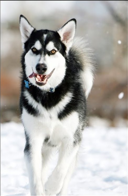 alaskan malamute pets huisdieren animaux de compagnie Haustiere ... alaskan malamute pets huisdieren animaux de compagnie Haustiere ...