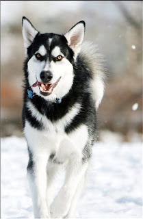 alaskan malamut dog alaskan malamute pets huisdieren animaux de compagnie Haustiere animais Animale de companie animales domesticos husdjur Evcil Hayvan anifeiliaid anwes domace zvali binatang kesayangan augintiniai animali domestici peatai bet kay lemmikit mga alagang hayop domaci zvirata kucni ljubimci animals domestics maskotak binatang peliharaan dog hound canine pooch canis bow-wow despicable fellow qen txakurra it gos pas pes hond koer aso koira chien can hund kutya hundur madra cane canis suns kelb pies perro mbwa kopek ci anjing