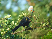 prince ruspoli's turaco