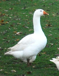 Goose image
