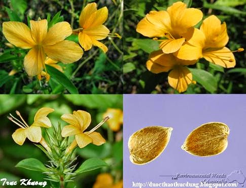 TỨ TUYỆT HOA 2 - Page 34 Barleria%2Bprionitis%2B1234%2BHoa%2Bngon%2Bhoa%2BHat