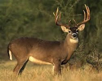 Periyar Wildlife Sanctuary