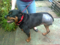 Fizz 2 Day's after her Operation