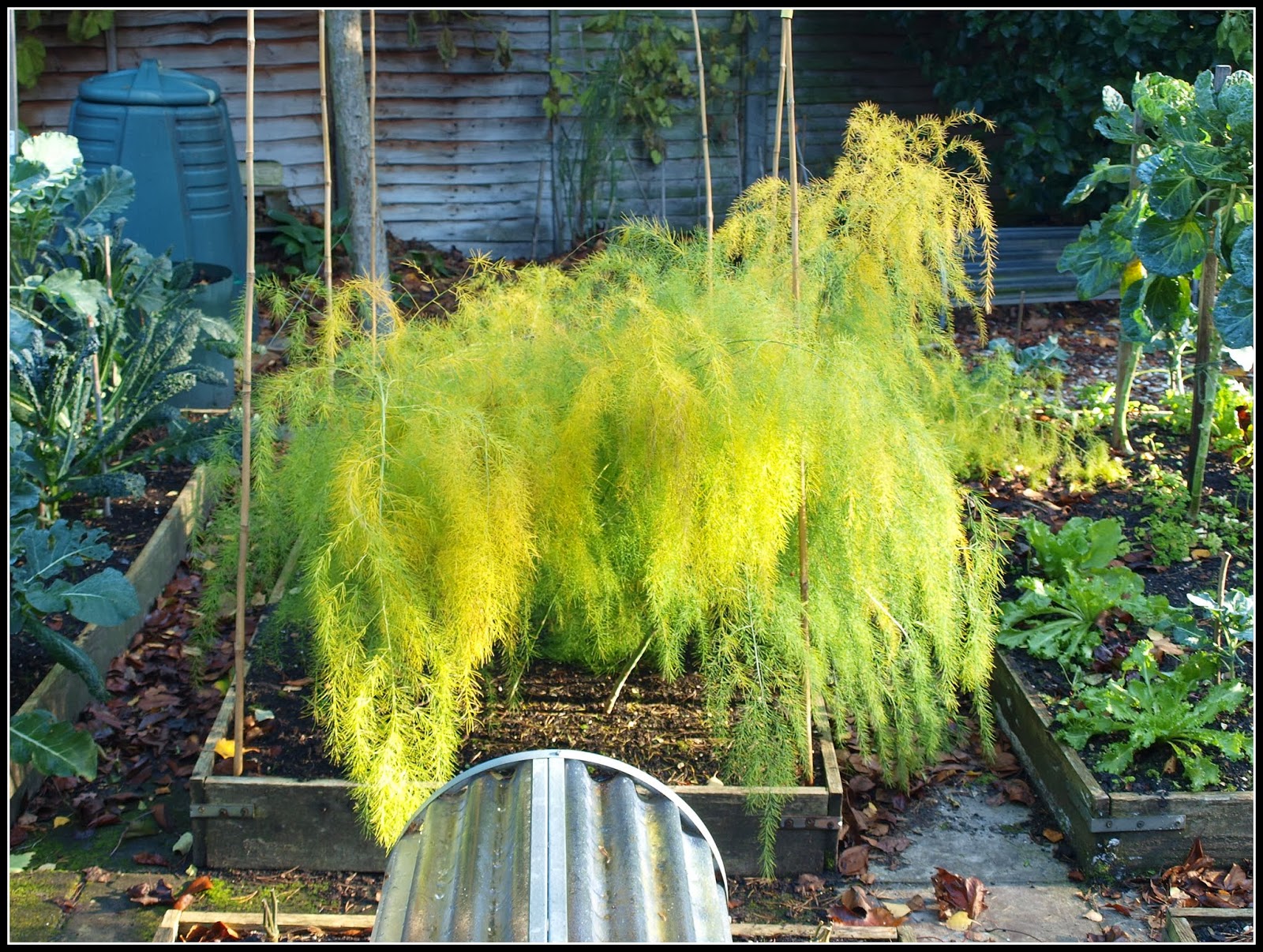 Mark's Veg Plot Cutting down the Asparagus