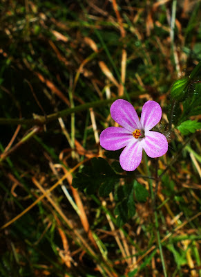 Violet little flower