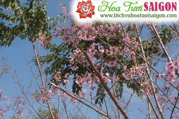 [Image: Hoa-mai-anh-dao-khoe-sac-o-cung-duong-deo-Da-Lat-7.jpg]