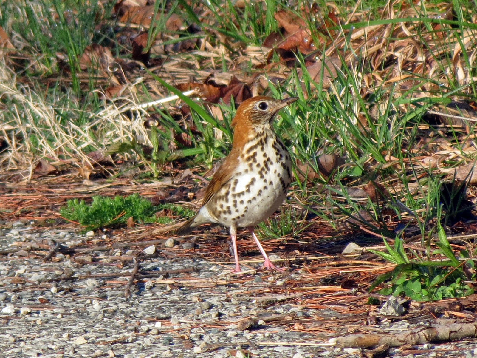 Wood Thrush - Rondeau Provincial Park, ON