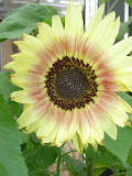 Autumn Beauty sunflower