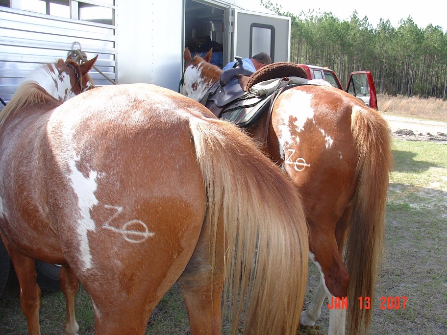 North Horse Crazy Craigslist Horses Roundup