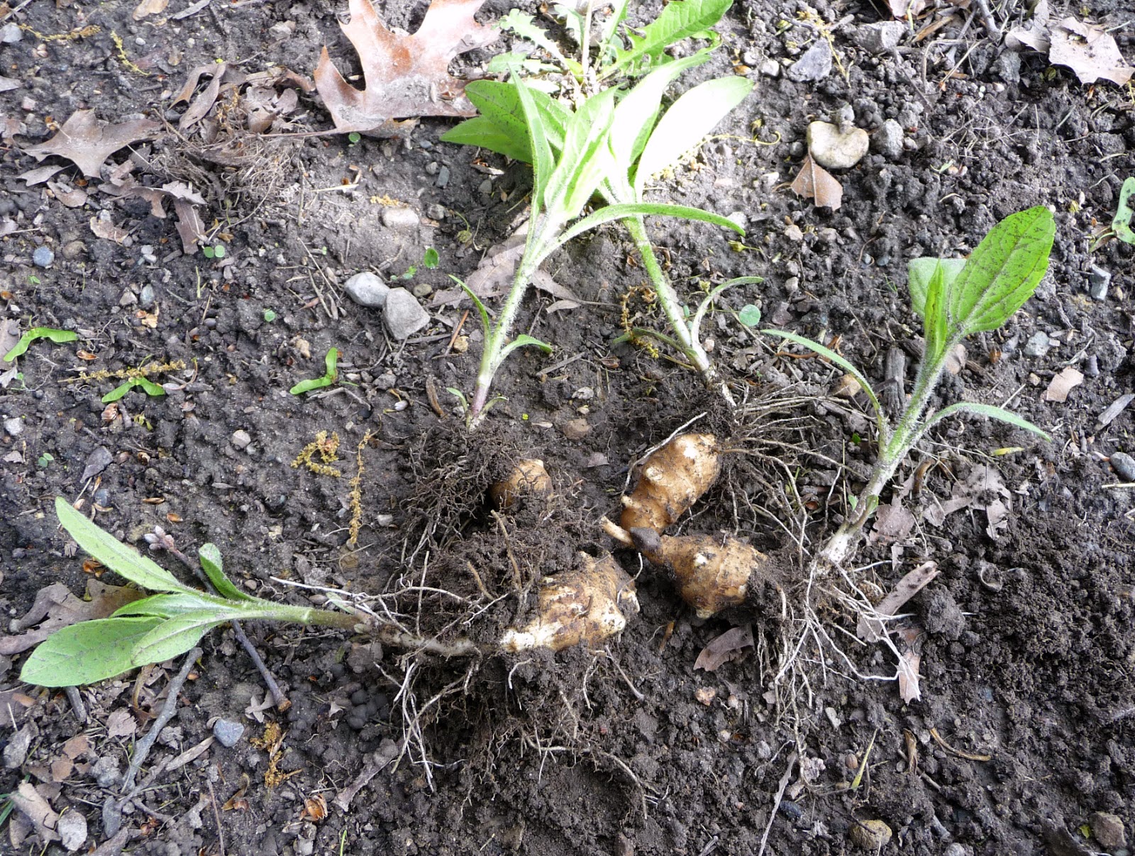 Tundra And Taiga Transplanting Sunchokes