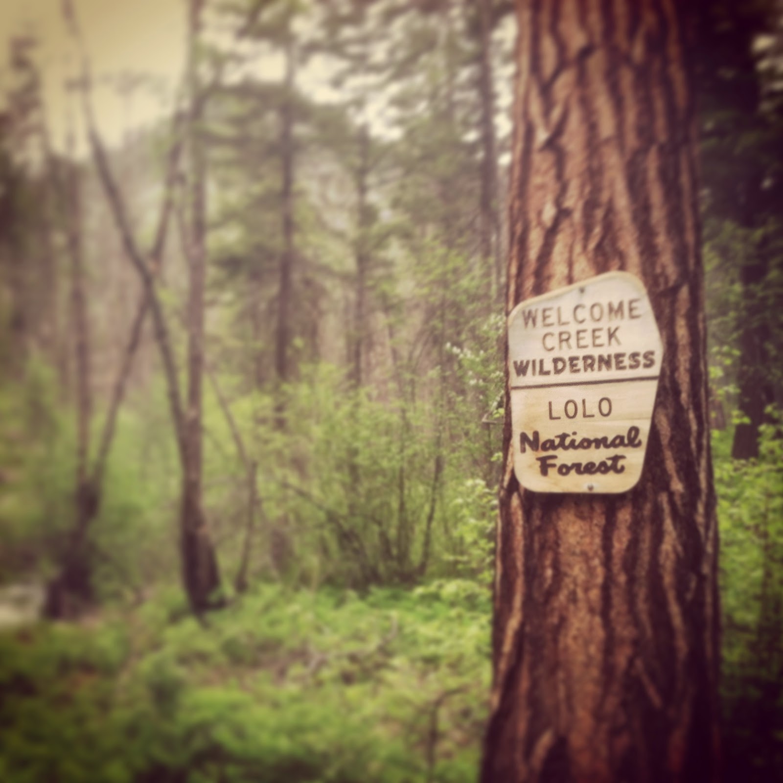 Running Wilderness Montana Trail Crew